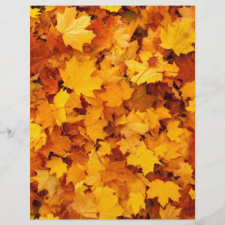 Autumn Yellow Maple Leaves