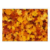 Autumn Yellow Maple Leaves (Front Horizontal)