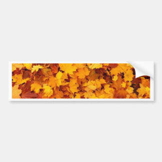 Autumn Yellow Maple Leaves Bumper Sticker