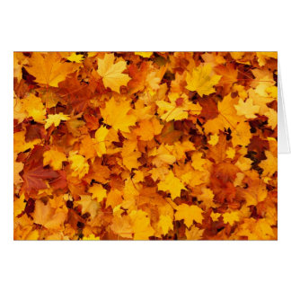 Autumn Yellow Maple Leaves Cards