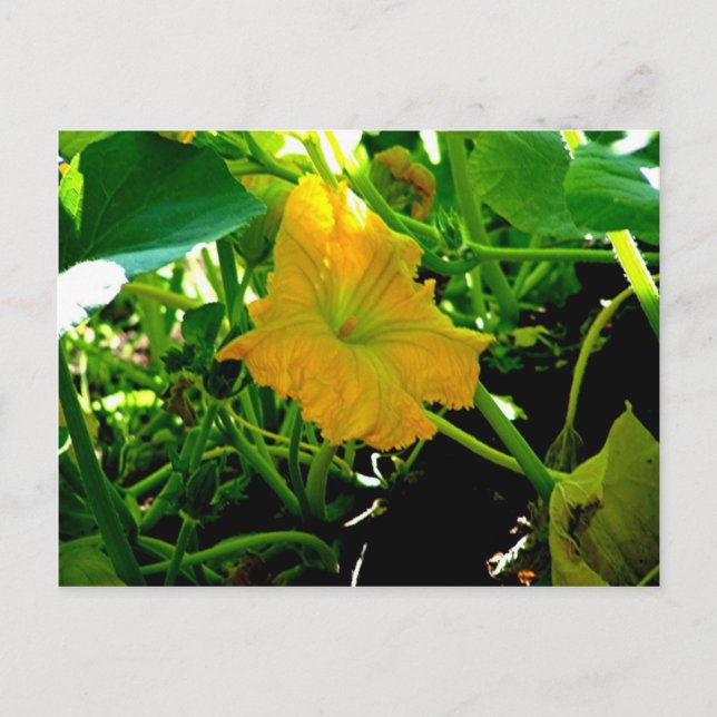 " Autumn  Yellow Squash Blossom" Postcard (Front)