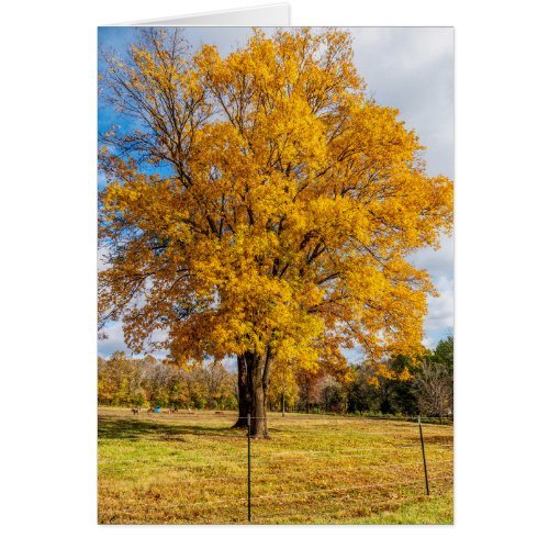 Autumn Yellow Sugar Maple Greeting Card