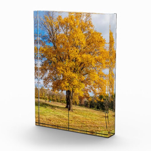 Autumn Yellow Sugar Maple Photo Block