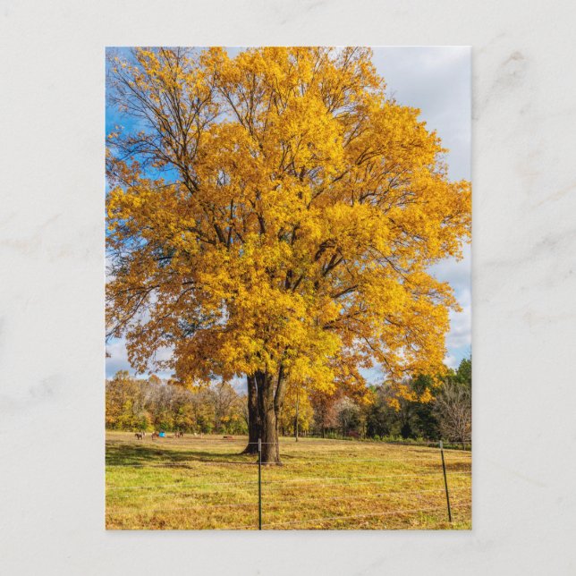 Autumn Yellow Sugar Maple Postcard (Front)