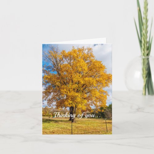 Autumn Yellow Sugar Maple Thinking Of You Card