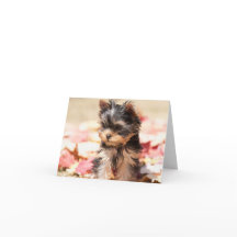 Autumn Yorkie Puppy Note Card
