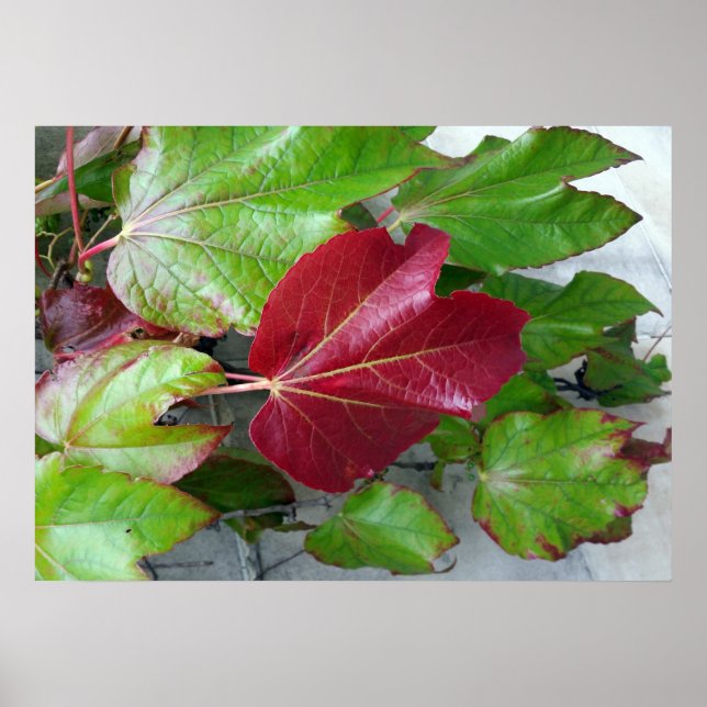 autumnal colors poster (Front)