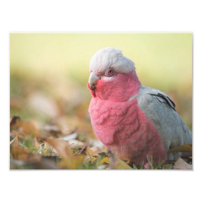 Autumnal Galah 12x16" photo print (Front)