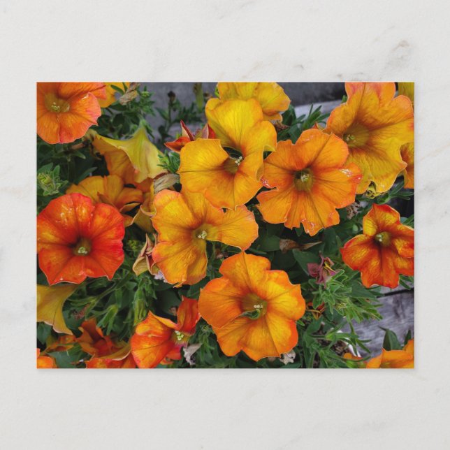 Autumnal garden postcard (Front)