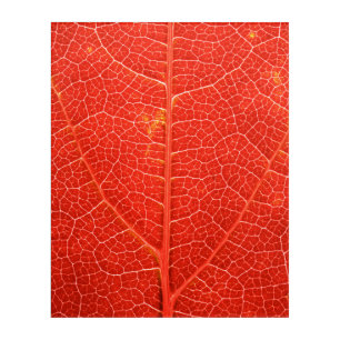 Autumnal Leaf Acrylic Print