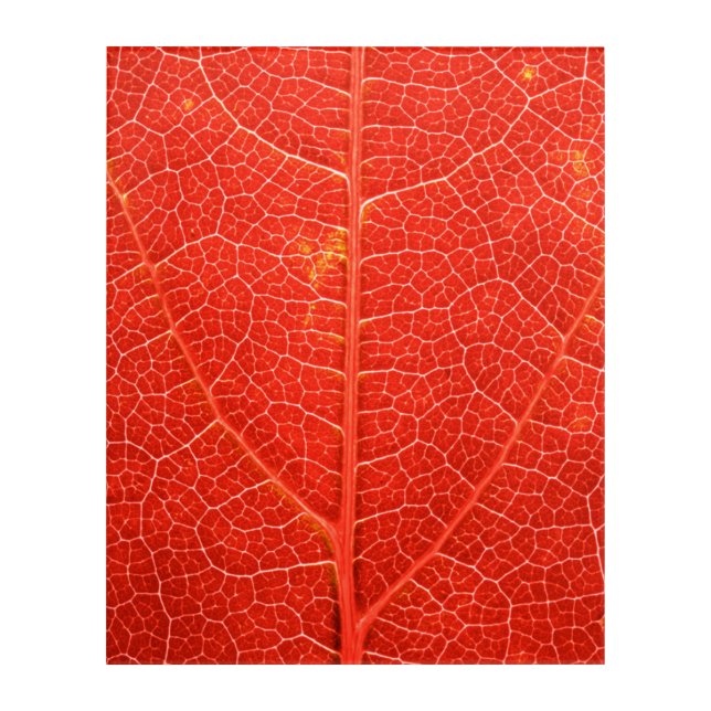 Autumnal Leaf Acrylic Print (Front)