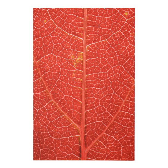 Autumnal Leaf Faux Canvas Print (Front)