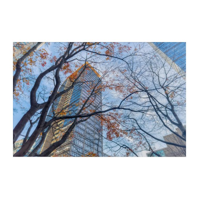Autumnal Maple Trees and Skyscrapers  Acrylic Print (Front)