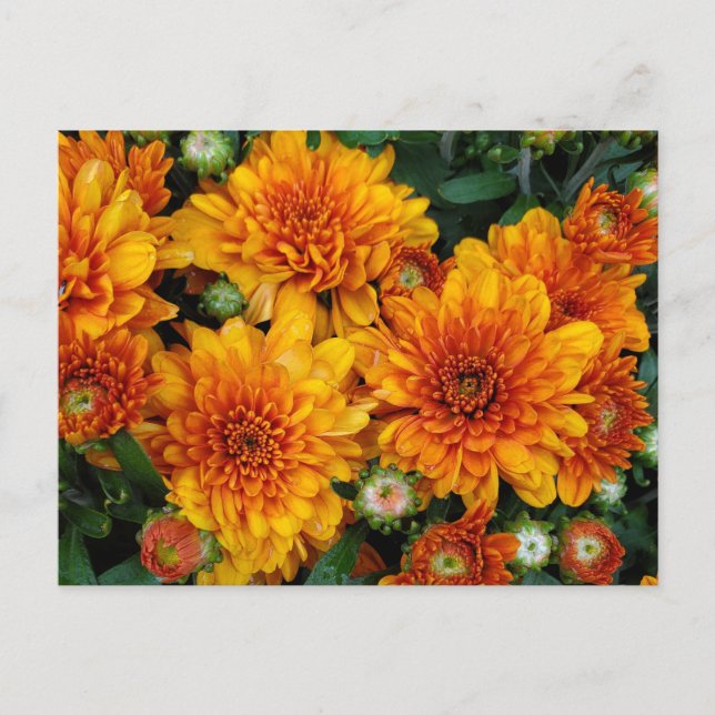 Autumnal mums postcard (Front)