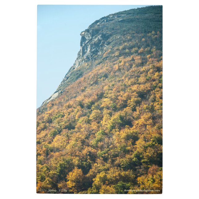 Autumn's Blanket Metal Print (Front)
