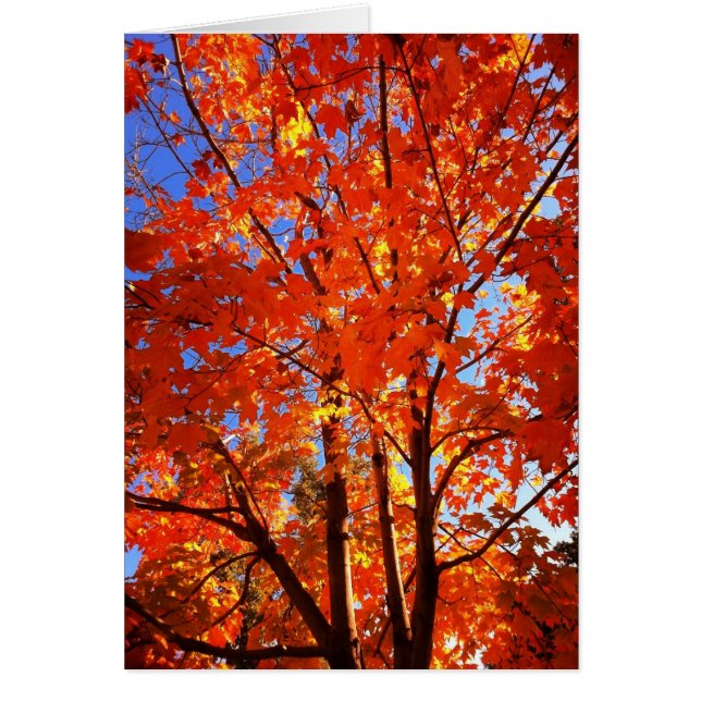 Autumn's Glory Greeting Card (Front)