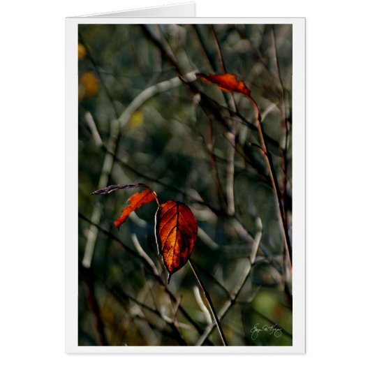 Autumn's Last Dance Cards (Front)