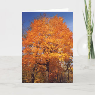 autumntrees1card card