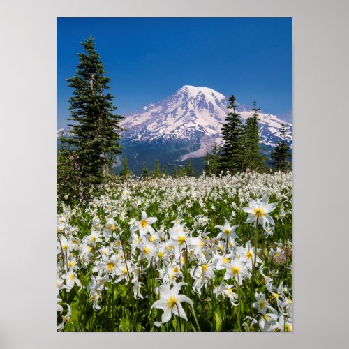 Avalanche lilies and Mount Rainier 2 Poster