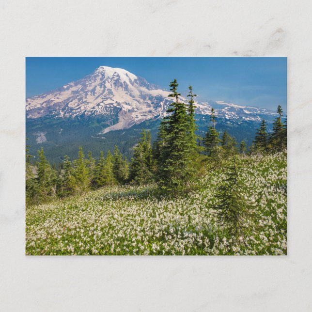 Avalanche lilies and Mount Rainier Postcard (Front)