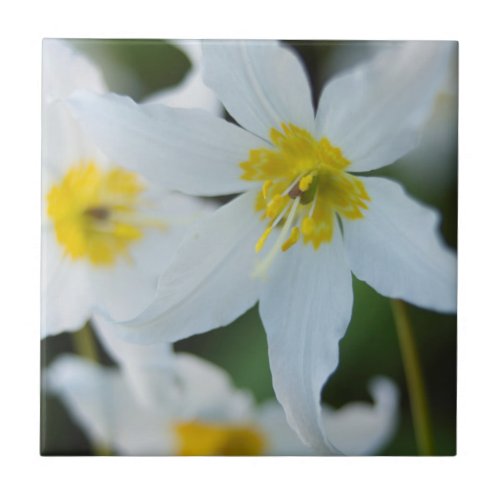 Avalanche Lilies at Paradise Park Ceramic Tile