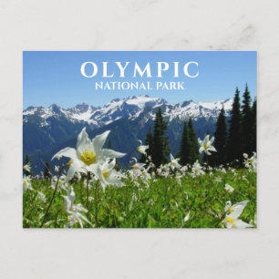 Avalanche Lilies, Mountains, Olympic National Park Postcard