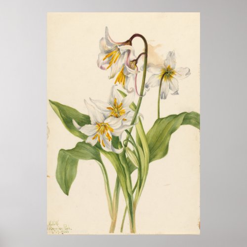 Avalanche Lily Erythronium montanum Poster