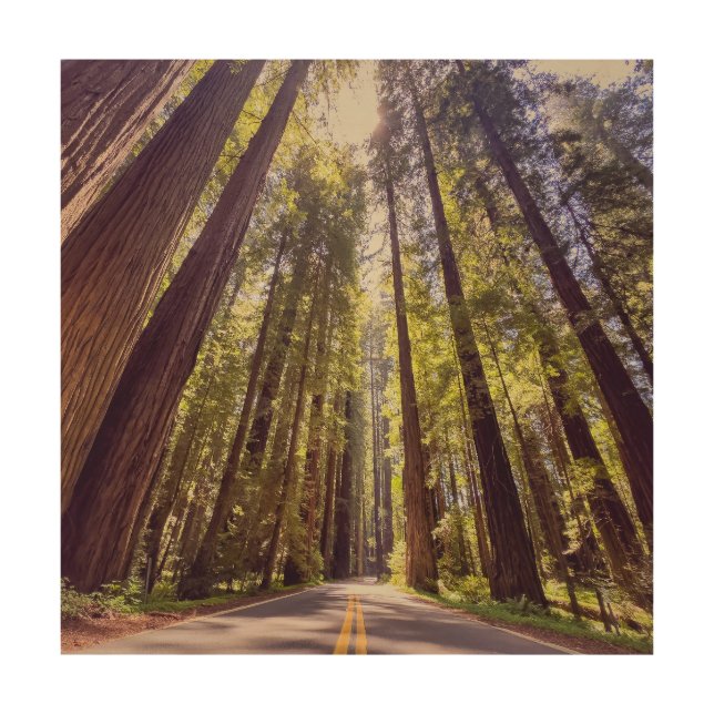 Ave of the Giants Wood Wall Art (Front)