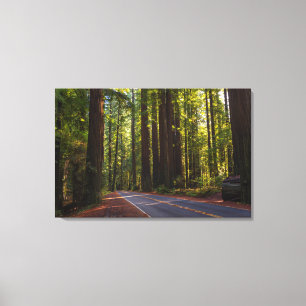 Avenue of Giant Redwood California Canvas Print