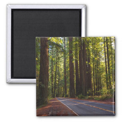 Avenue of Giant Redwood California Magnet