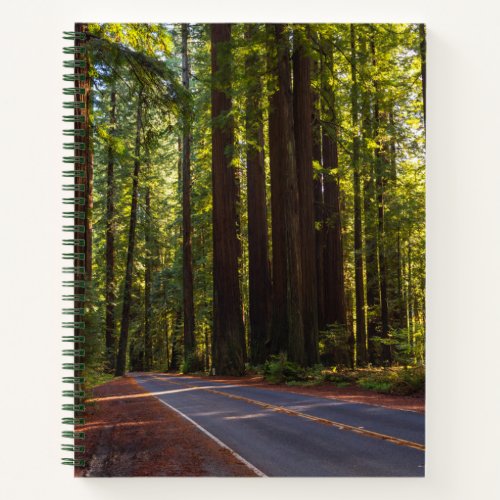 Avenue of Giant Redwood California Notebook