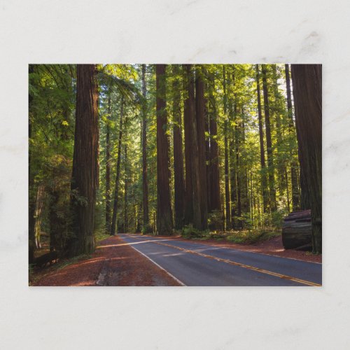 Avenue of Giant Redwood California Postcard