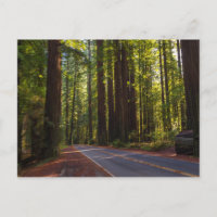Avenue of Giant Redwood California