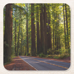 Avenue of Giant Redwood California Square Paper Coaster