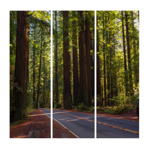 Avenue of Giant Redwood California Triptych