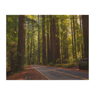 Avenue of Giant Redwood California Wood Wall Art