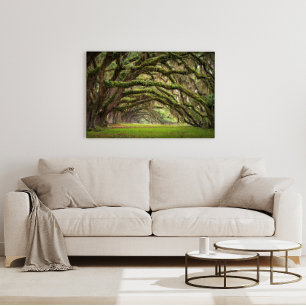 Avenue of Oaks - Charleston SC  Oak trees forest  Acrylic Print