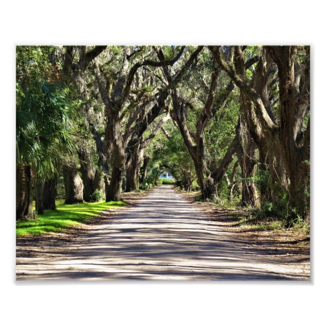Avenue of Oaks Photo Print (Front)