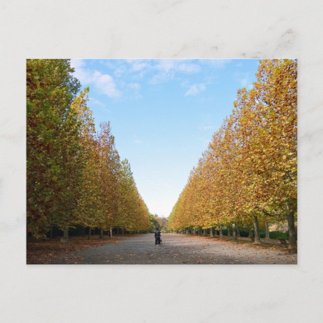 Avenue of Plane Trees: Tokyo Postcard (Front)