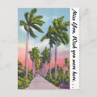 Avenue of Stately Royal Palms in Florida Postcard