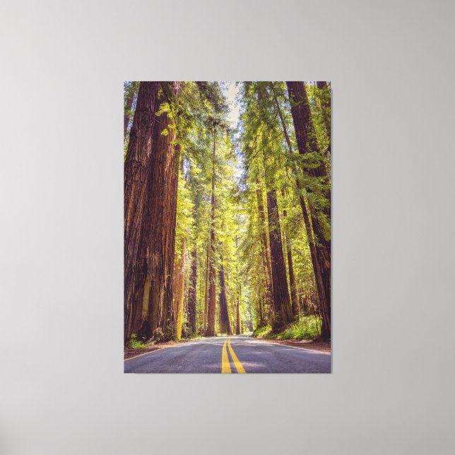 Avenue of the Giants Canvas Print (Front)