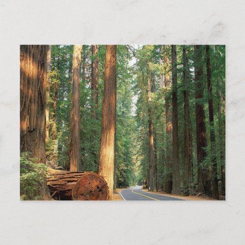 Avenue of The Giants Humboldt CA Postcard