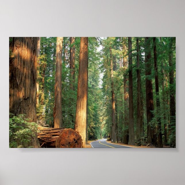 Avenue of The Giants, Humboldt, CA Poster (Front)