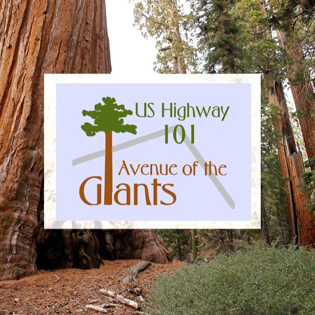  Avenue of the Giants Humboldt Redwoods State Park Postcard (Creator Uploaded)