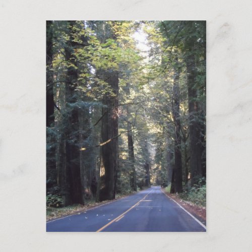 Avenue of the Giants_ Humboldt Redwoods State Park Postcard