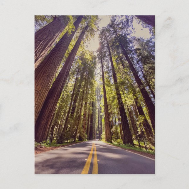 Avenue of the Giants Redwood Forest Postcard (Front)