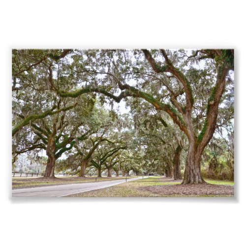 Avenue of the Oaks South Carolina Photo Print