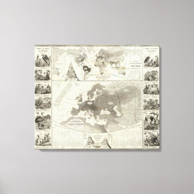 Aves, Birds Canvas Print (Front)