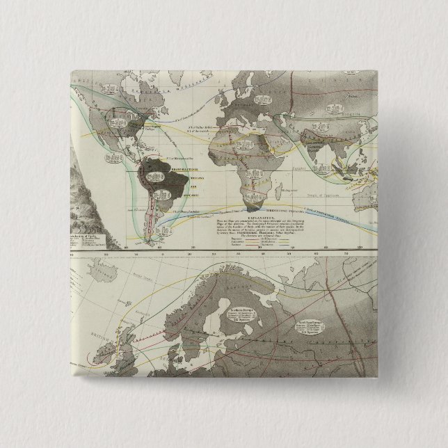 Aves, Birds Pinback Button (Front)