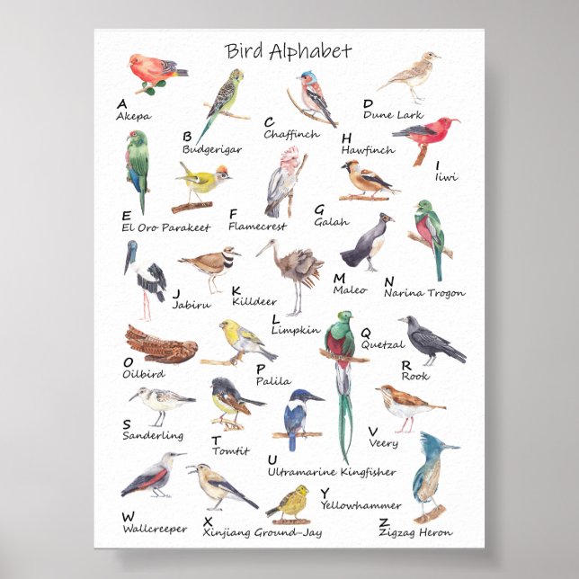 Avian Alphabet: A to Z of Birds Poster (Front)